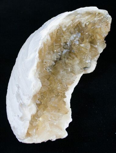 Partial Golden Calcite Crystal Clam Fossil #6552